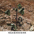 棉花枯萎病