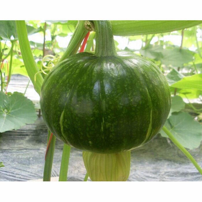 翠栗1號 翠栗1號