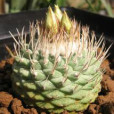 白刺菊屬 白刺菊屬