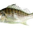 雞魚 雞魚