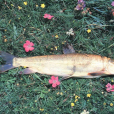 極邊扁咽齒魚(扁咽齒魚)