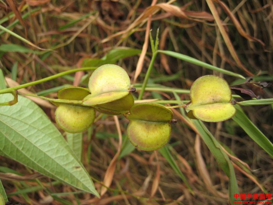 薯蕷屬 薯蕷屬