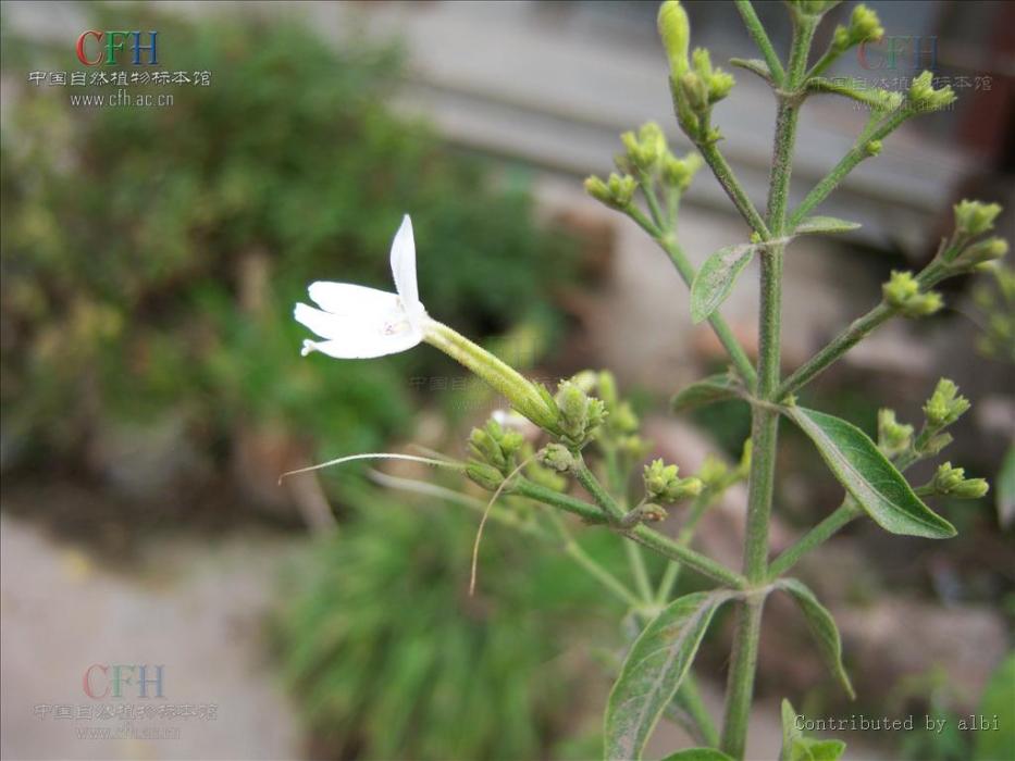 靈枝草屬 靈枝草屬