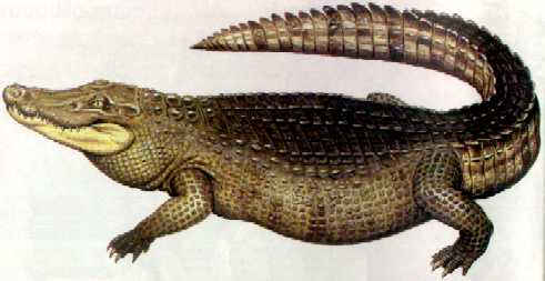 亞馬遜莫拉氏鱷