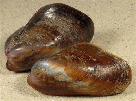 菲氏偏頂蛤 菲氏偏頂蛤