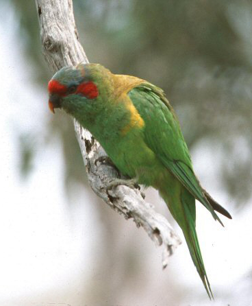 紅耳綠吸蜜鸚鵡(圖3)