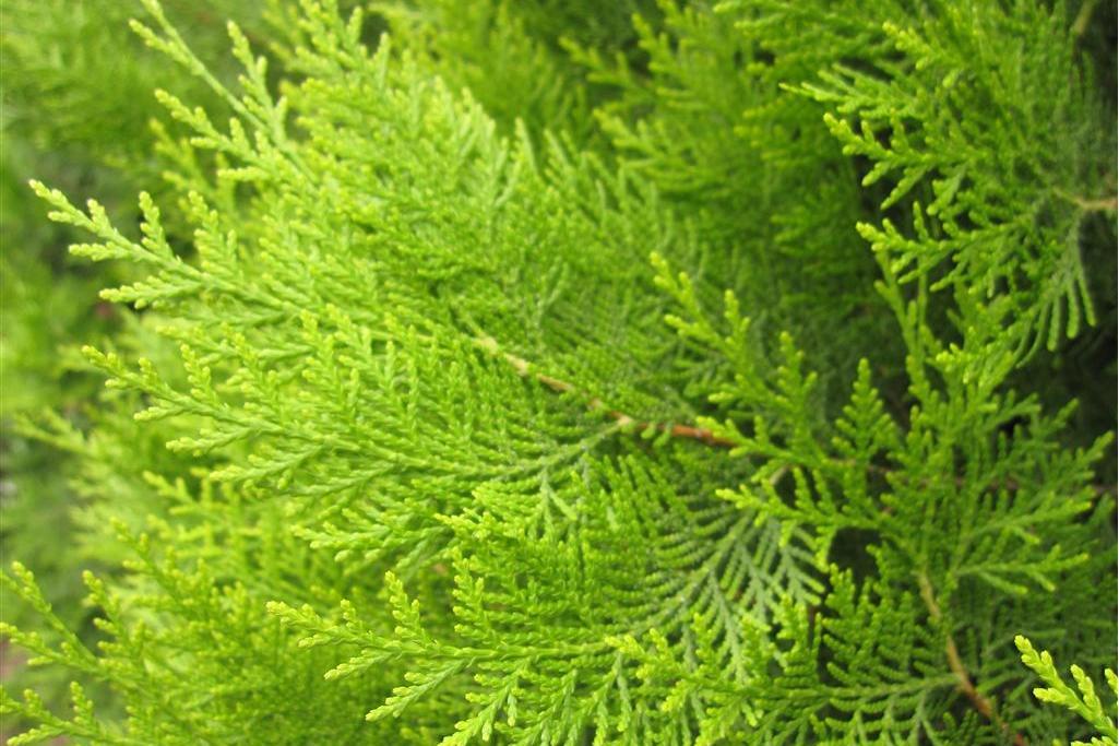 京灑柏9號 京灑柏9號