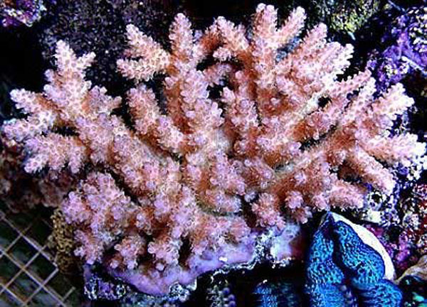 皺紋珊瑚目