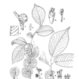 哈爾濱榆 哈爾濱榆