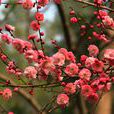 紅梅(梅花的一種)