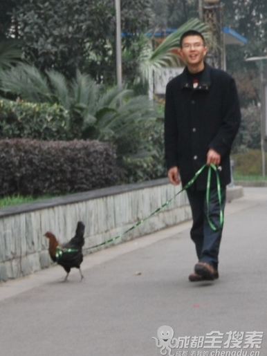 遛雞哥 遛雞哥
