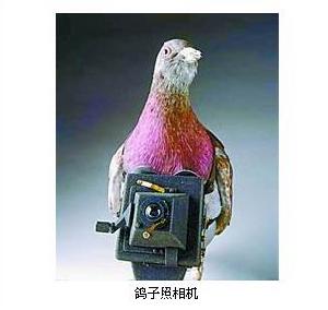 展品：鴿子照相機