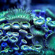 綠鈕扣珊瑚