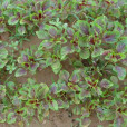 杏仁菜 杏仁菜