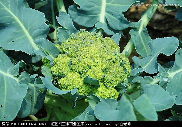 聖綠 聖綠