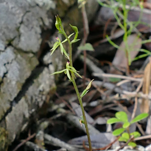 Stigmatodactylus elegans