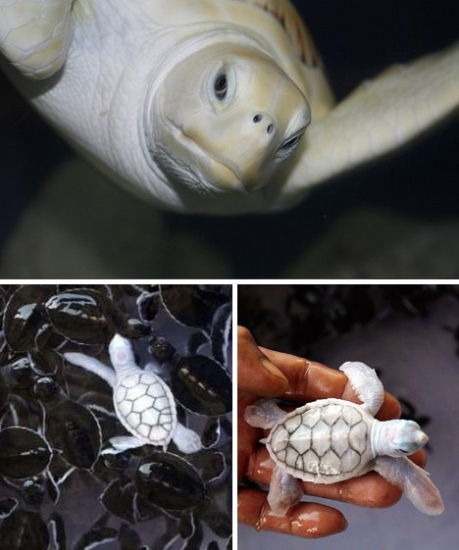 白化動物 龜
