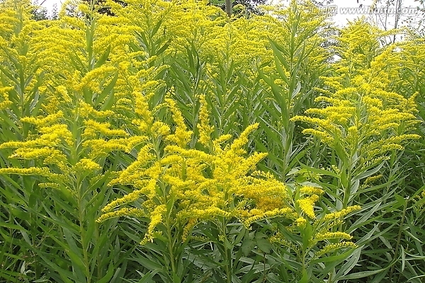 黃鶯花 黃鶯花