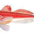 紅斑離鰭魚 紅斑離鰭魚
