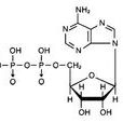 三磷酸腺苷二鈉