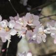 雨潤桃花 雨潤桃花