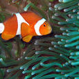 三帶雙鋸魚(海葵魚)