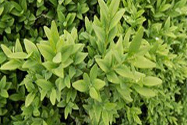 Buxus sempervirens \x27Henry Shaw\x27 Buxus sempervirens \x27Henry Shaw\x27