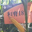 和育187 和育187