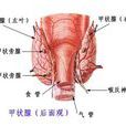甲狀腺不足 甲狀腺不足