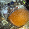 後頜魚 後頜魚