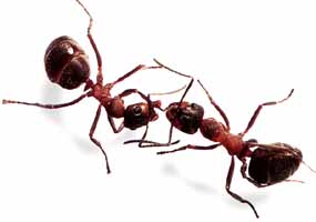 戰鬥中的螞蟻