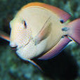 褐斑刺尾鯛