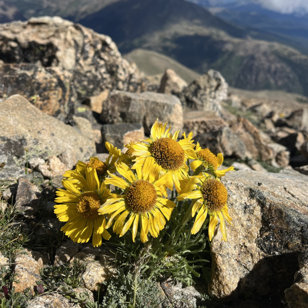 Hymenoxys grandiflora