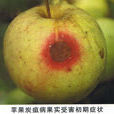蘋果炭疽病
