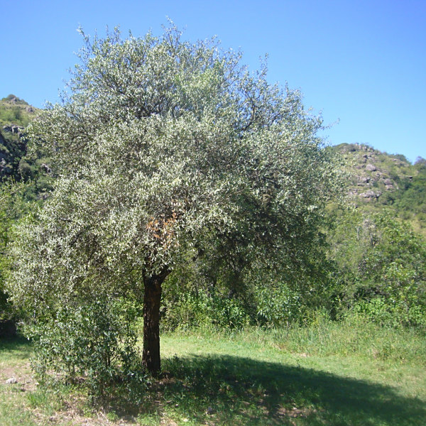 Jodina rhombifolia