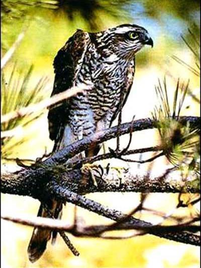 雀鷹喜馬拉雅山亞種