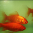 紅鯽魚 紅鯽魚