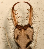 蟻獅口器（腹面視圖）