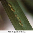 水稻田蚜蟲