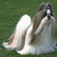 拉薩獅子犬