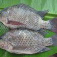 非洲鼓魚 非洲鼓魚