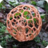盤點全球最奇特蘑菇