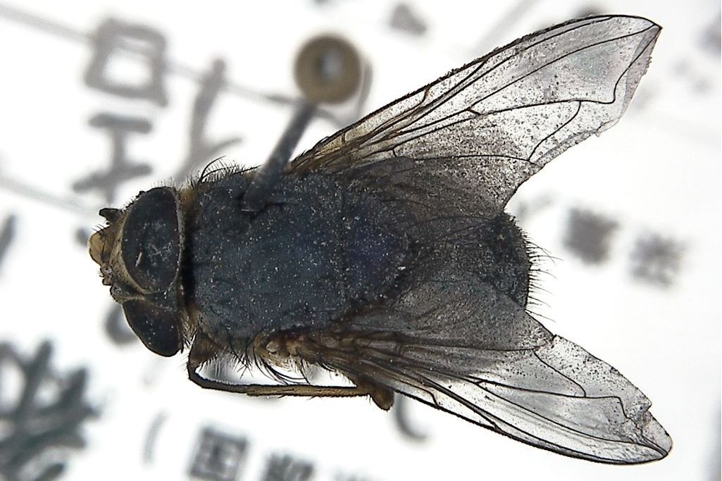 澳羖麗蠅 澳羖麗蠅