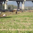 苞茅棵村 苞茅棵村