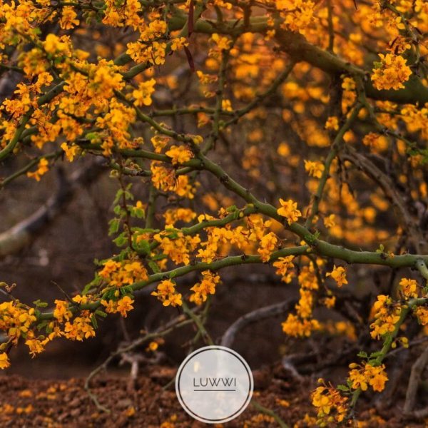 Parkinsonia praecox