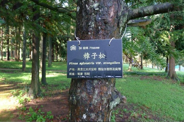 樟子松家系JS20 樟子松家系JS20