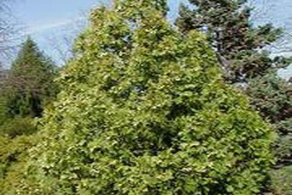 Thuja occidentalis \x27Sudwelli\x27 Thuja occidentalis \x27Sudwelli\x27