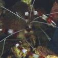 紫斑海葵蝦