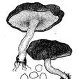 青藍多孔菌 青藍多孔菌