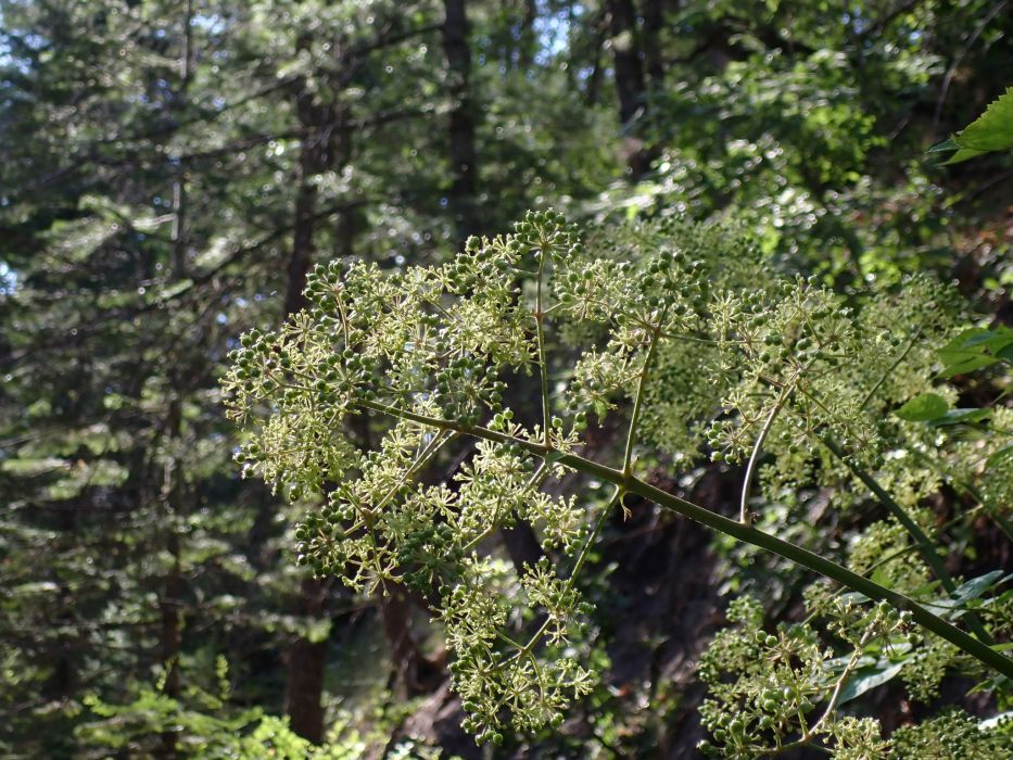 Aralia bicrenata